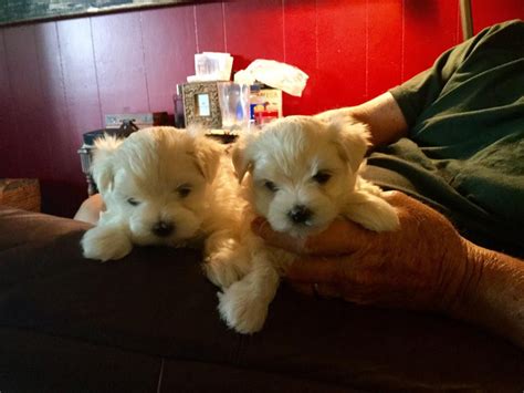Puppies for sale in lake charles. Things To Know About Puppies for sale in lake charles. 